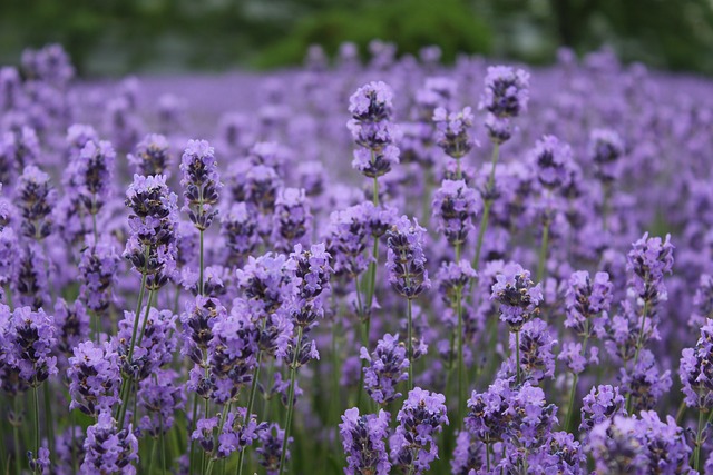 fragrance