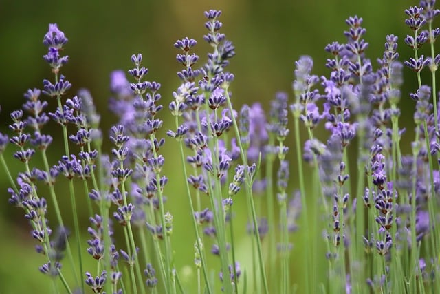 fragrance