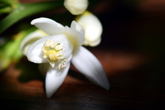 fragrance