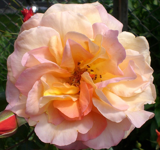 fragrance