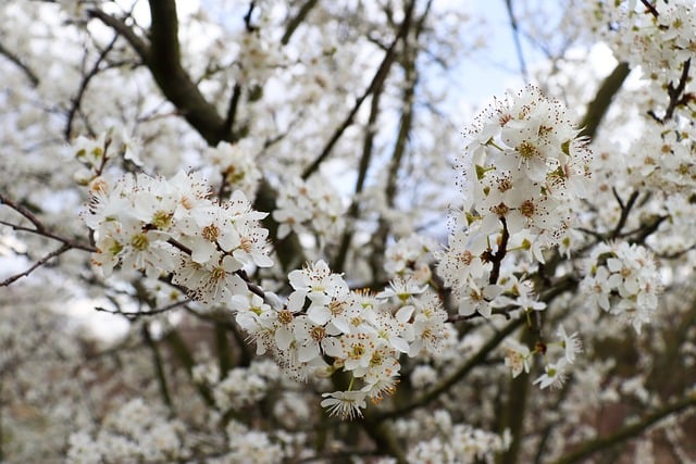 fragrance